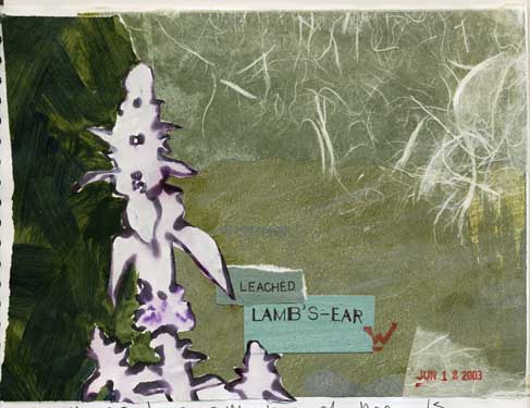 12 leached lambs ear