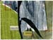 25extra yelling grass